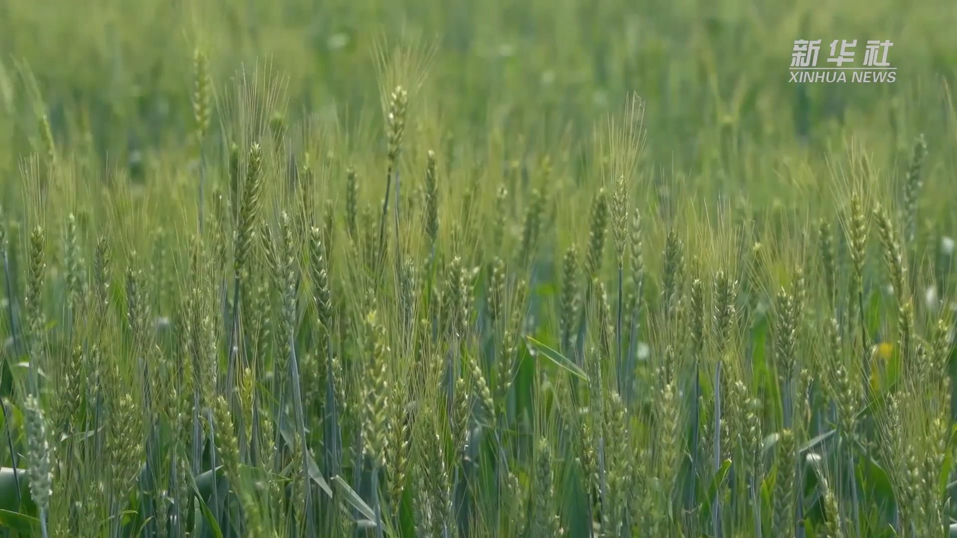 最新疫情铜陵，挑战与应对