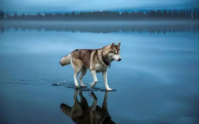 最新神犬，超越想象的神奇生物